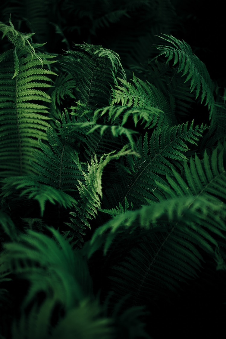 Domotica